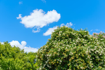 満開の百日紅と夏空の風景