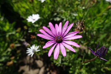Obraz premium Close shot of pink flower of African daisy in September