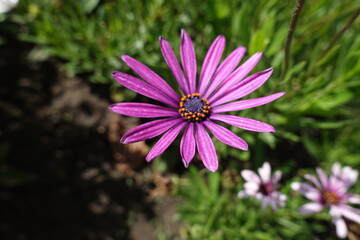 Obraz premium Closeup of one pink flower of African daisy in September