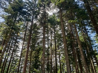 Fototapeta premium Forest bathing in the sunlight