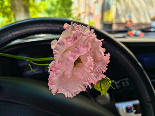 eustoma flower in hands. Beautiful white eustoma Russellianum. Japanese rose. white flower in hand. man holds rose in hand. white flowers in car. man in car holds flower in hands.