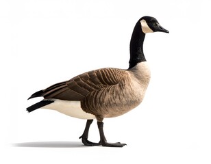Obraz premium A Canada goose stands in profile, its distinctive black head and neck contrasting with its brown and white body.