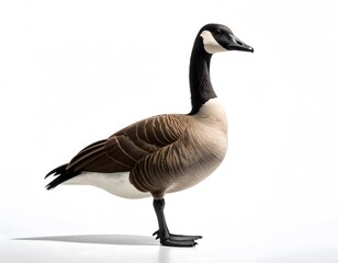 Obraz premium A Canada goose stands in profile against a white background, showcasing its distinctive black head and neck, and brown and white body.