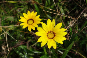 2 yellow flowers of Gazania rigens in mid September