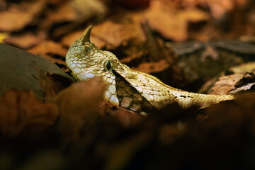 Bitis rhinoceros is a viper species, also known by the common names West African Gaboon viper and Gabino viper. Portrait of a large venomous African snake.