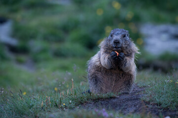 marmot in the grass