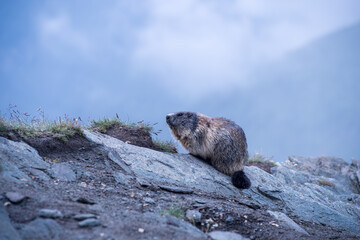 Marmot in the Alps of Austria