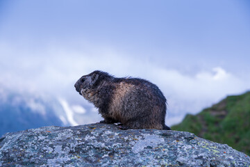 marmot in the mountains