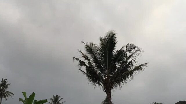 The view of thick cloudy sky in the morning with silhouettes of coconut trees or cocos nucifera in Yogyakarta, Indonesia