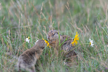 Grund squirrel