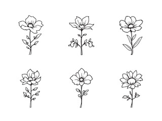 Evening Primrose Line Art Illustration