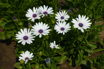 Blossom of white African daisies in August