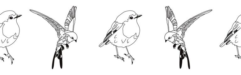 Border icon border. Bird feather silhouette symbol. Bird border isolated on white background