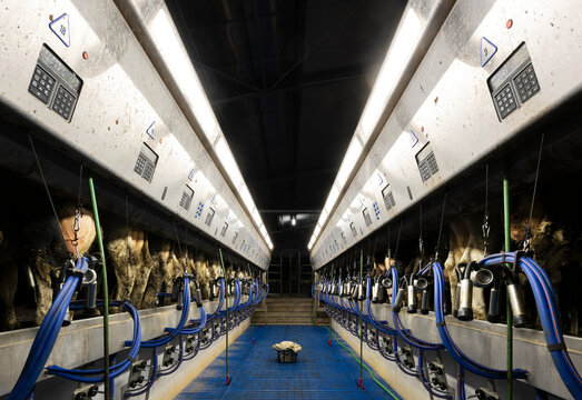 Holstein cows in row being milked using machines at dairy farm