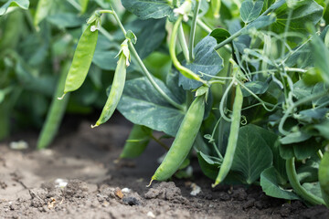green peas in the garden