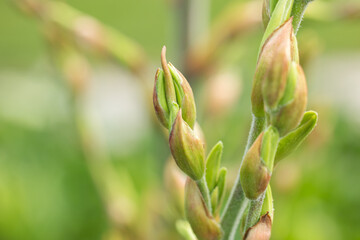 Yucca gloriosa flower buds. Beautiful yucca flowers in autumn garden. White Yucca plant or flower garden