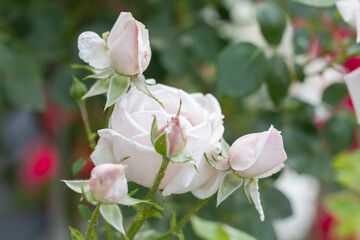 White rose blooms on a background of green leaves. Beautiful summer flower. Natural background