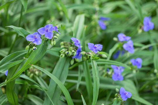 Tradescantia virginiana violet flowers with green leaves