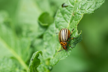 Agricultural pest Colorado potato beetle eats potato leaves