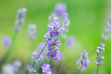 Lavender flowers at sunlight in a soft focus, pastel colors and blur background.