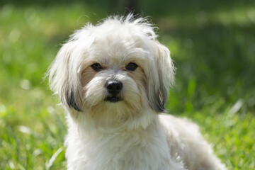 Little Maltese dog, white, trotting on the green grass, posing on the lawn