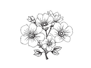 flowering quince simple line art clear vision