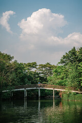 Fototapeta premium Bridge in Park with Forest Background