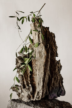 Olivier tronc  arbre mort olivier textures nature morte feuilles r&eacute;silience 
contraste  nature composition histoire  couleur  vert olive 