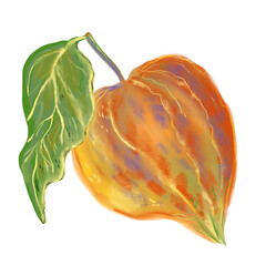 Hand drawn illustration of a bright orange physalis fruit with a green leaf. Botanical element for autumn design or natural themes.
