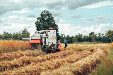 Obraz premium Combine harvesting rice with cutting it in a golden field during early morning light in rural farmland.