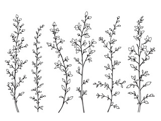 forsythia simple line art clear vision