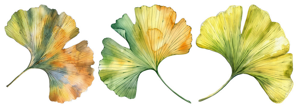 PNG Watercolor ginkgo leaves illustration, element set on transparent background