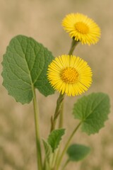 Obraz premium Vibrant Yellow Flowers Bloom in Spring with Broad Green Leaves