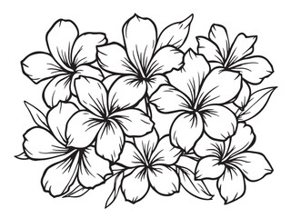 frangipani clear vision simple line art