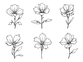 freesia clear vision simple line art