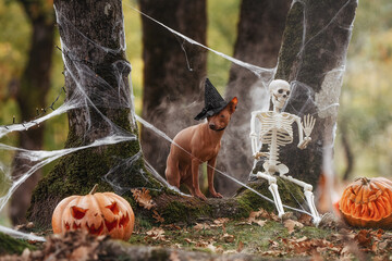 A dog in a spooky Halloween costume is in an autumn forest, surrounded by smoke and pumpkins