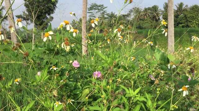 The gletang plant or tridax procumbens is flowering and growing abundantly among the bushes
