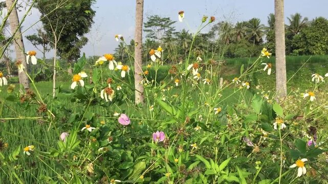 The gletang plant or tridax procumbens is flowering and growing abundantly among the bushes