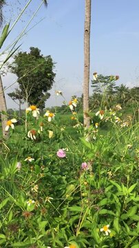 The gletang plant or tridax procumbens is flowering and growing abundantly among the bushes