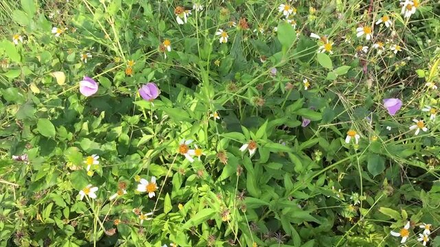 The gletang plant or tridax procumbens is flowering and growing abundantly among the bushes