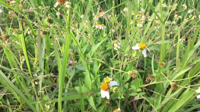 The gletang plant or tridax procumbens is flowering and growing abundantly among the bushes