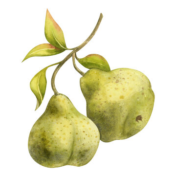 Pear branch watercolor illustration with fruits and leaves. Hanging Vibrant green plump curvy Pear art. Textured spotted Packham Pears clipart side view. Hand drawn ripe juicy sweet fruit art isolated