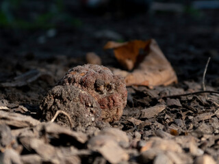 Close-up of Decomposing Organic Matter on Forest Floor