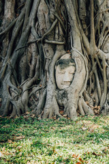 Tree-Wrapped Buddha Statue in Ayutthaya, Thailand