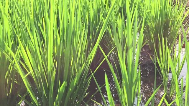 The rice plants or oryza sativa growing abundantly with flowing water irrigating them on a sunny morning in Yogyakarta, Indonesia