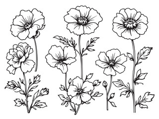 Geranium flower botanical outline vector artwork
