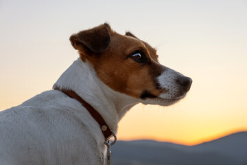 Dog Jack Russell Terrier looking into distance near lake at sunset, with mountains and soft evening light in the background. Pet portrait in nature with serene and thoughtful mood.