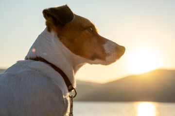 Portrait of Jack Russell Terrier with alert ears and shiny coat, enjoying the sunset at a lake...