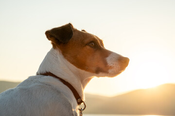 Portrait of Jack Russell Terrier with alert ears and shiny coat, enjoying the sunset at a lake...