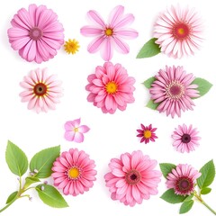 Pink flower collection with various bloom types and sizes for feminine and spring decoration projects